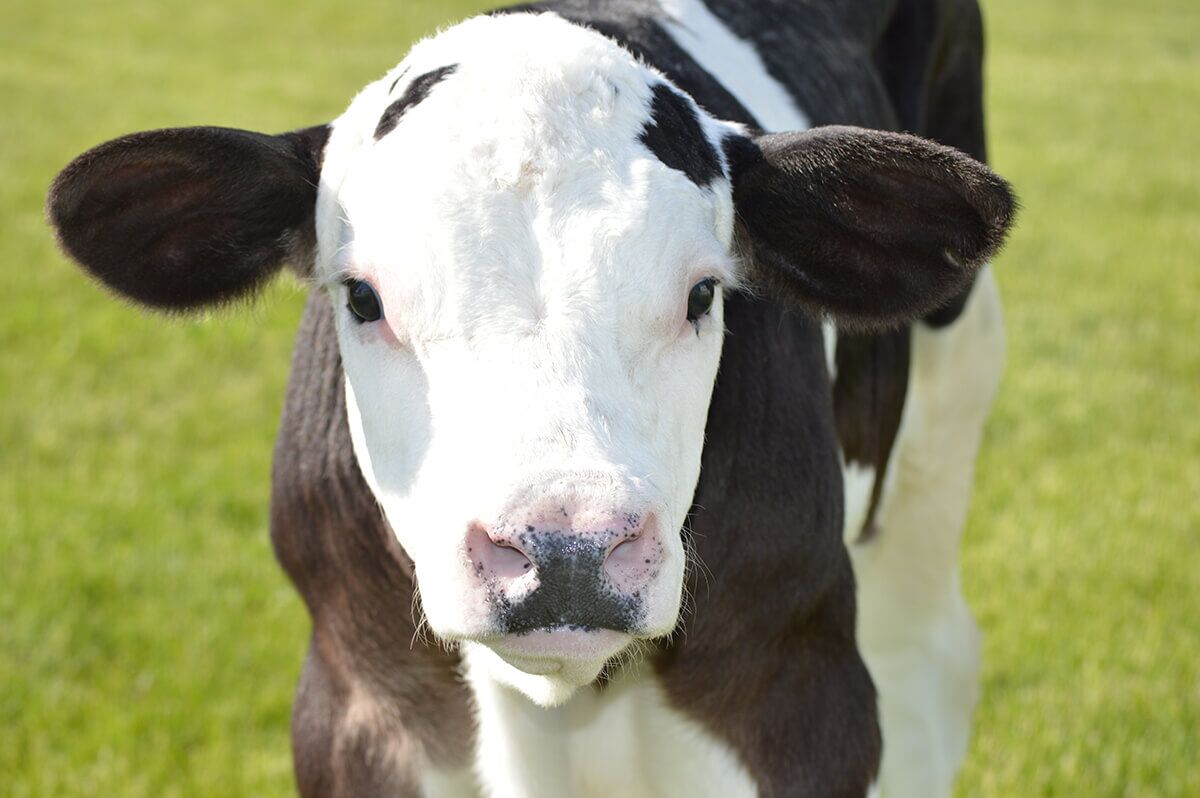 What is gene editing?